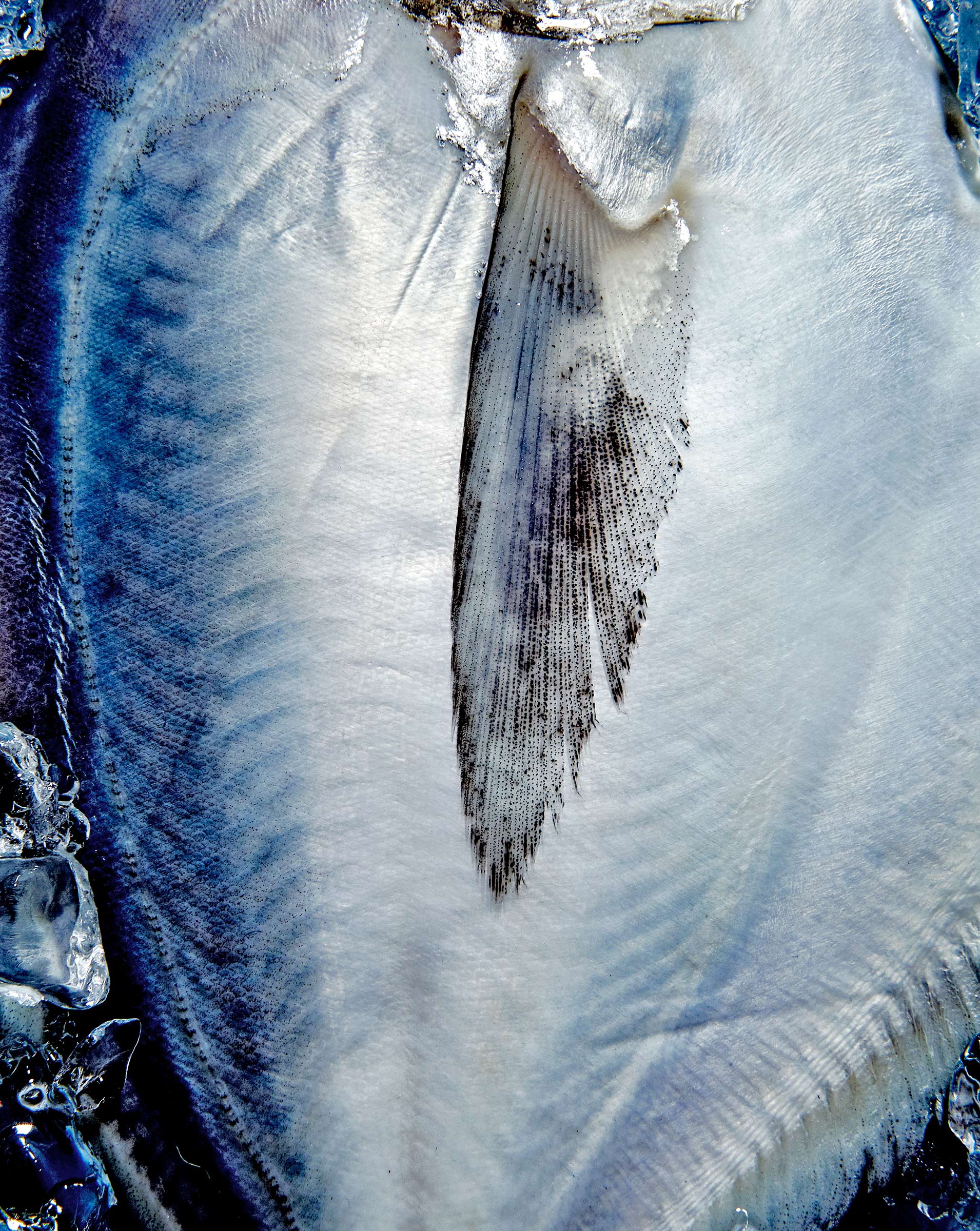 TEST_Fish_2524c_PRINT